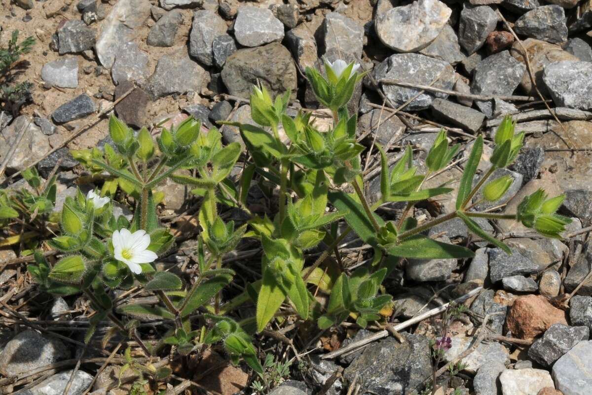 Imagem de Cerastium dichotomum L.