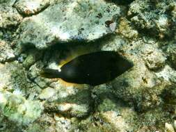 Image of Honeycomb Filefish