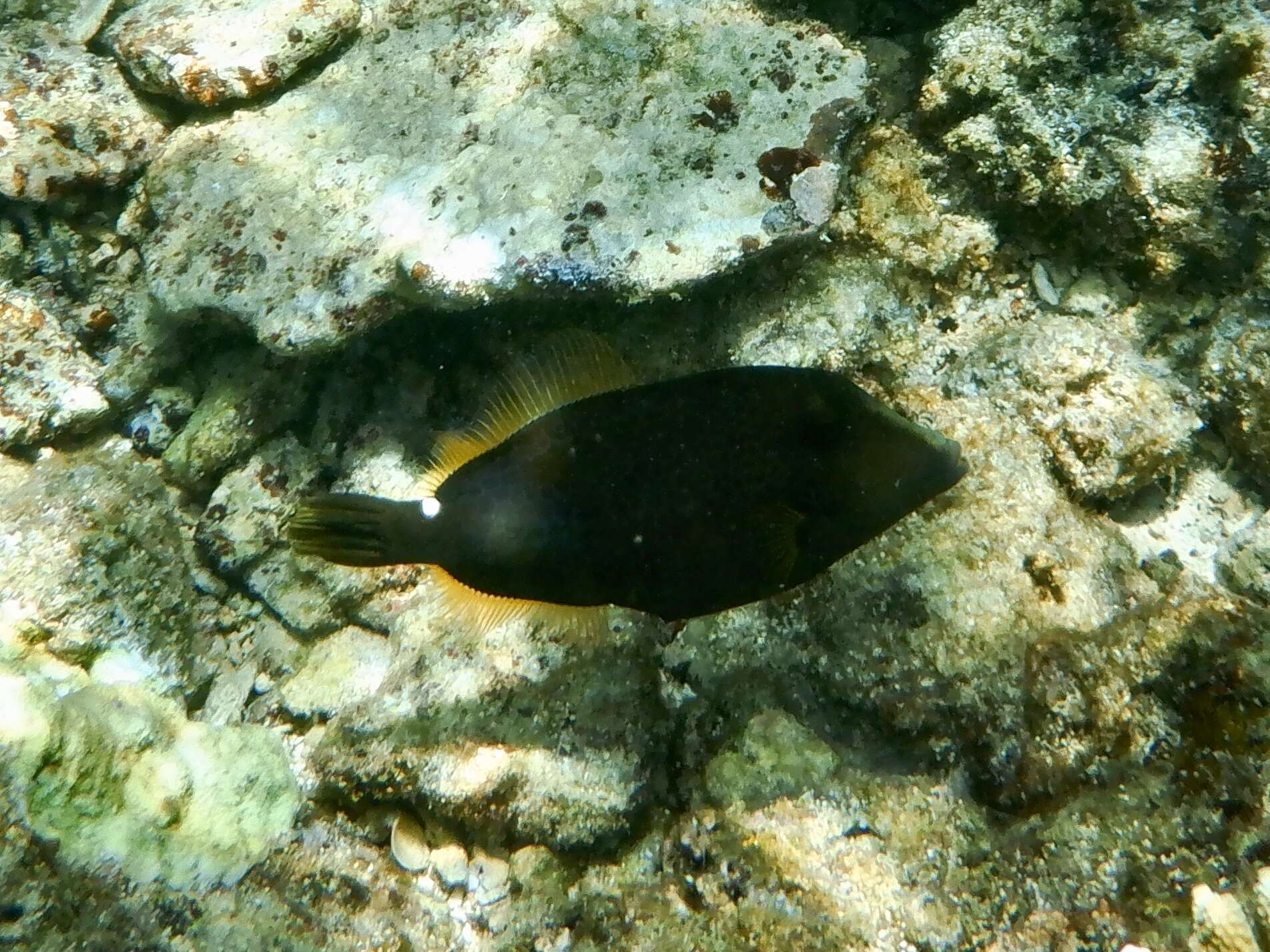 Image of Honeycomb Filefish