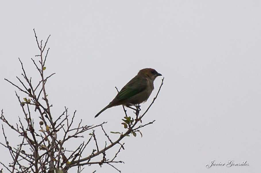 Image of Chestnut-backed Tanager