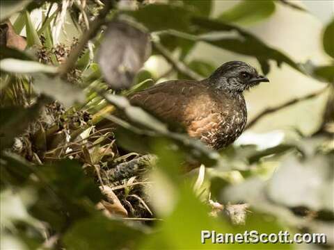 Image of Andean Guan