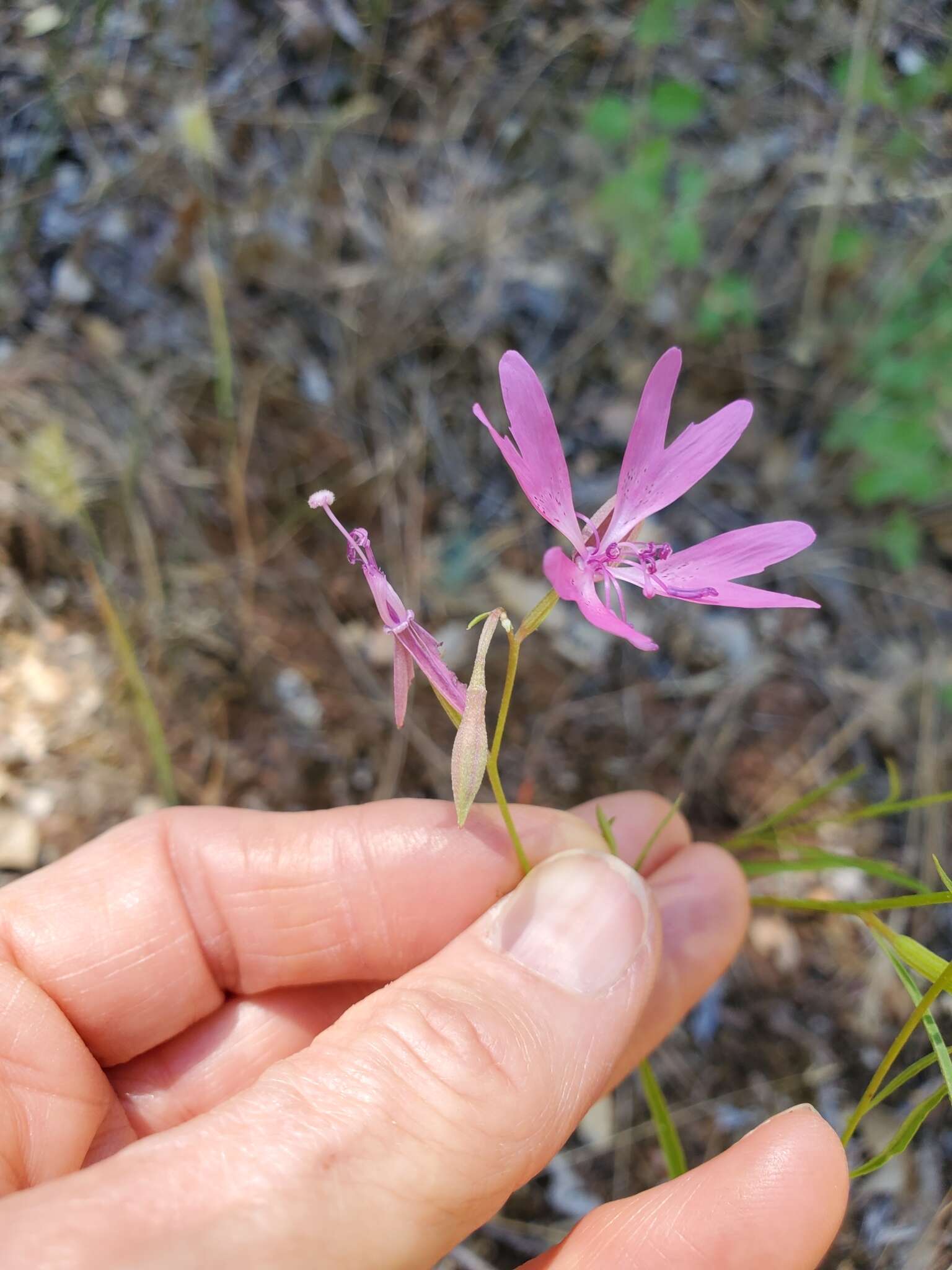 Plancia ëd Clarkia biloba subsp. australis F. H. Lewis & M. E. Lewis