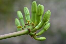 Image of Agave hiemiflora Gentry