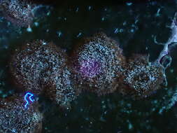 صورة Cephaleuros virescens