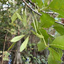 Image of Carolina ash