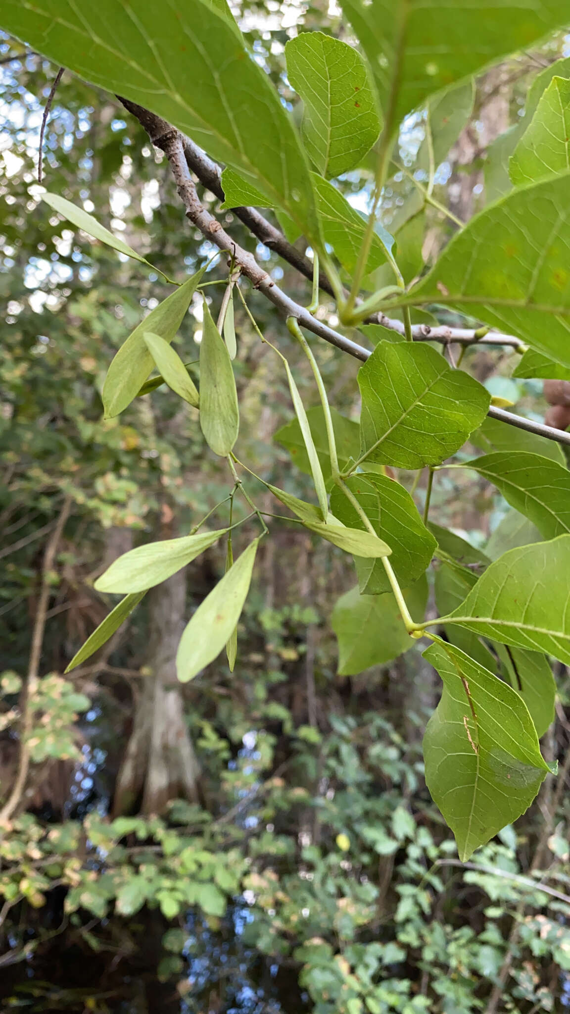 Image of Carolina ash