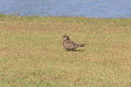 Image of Nacunda Nighthawk