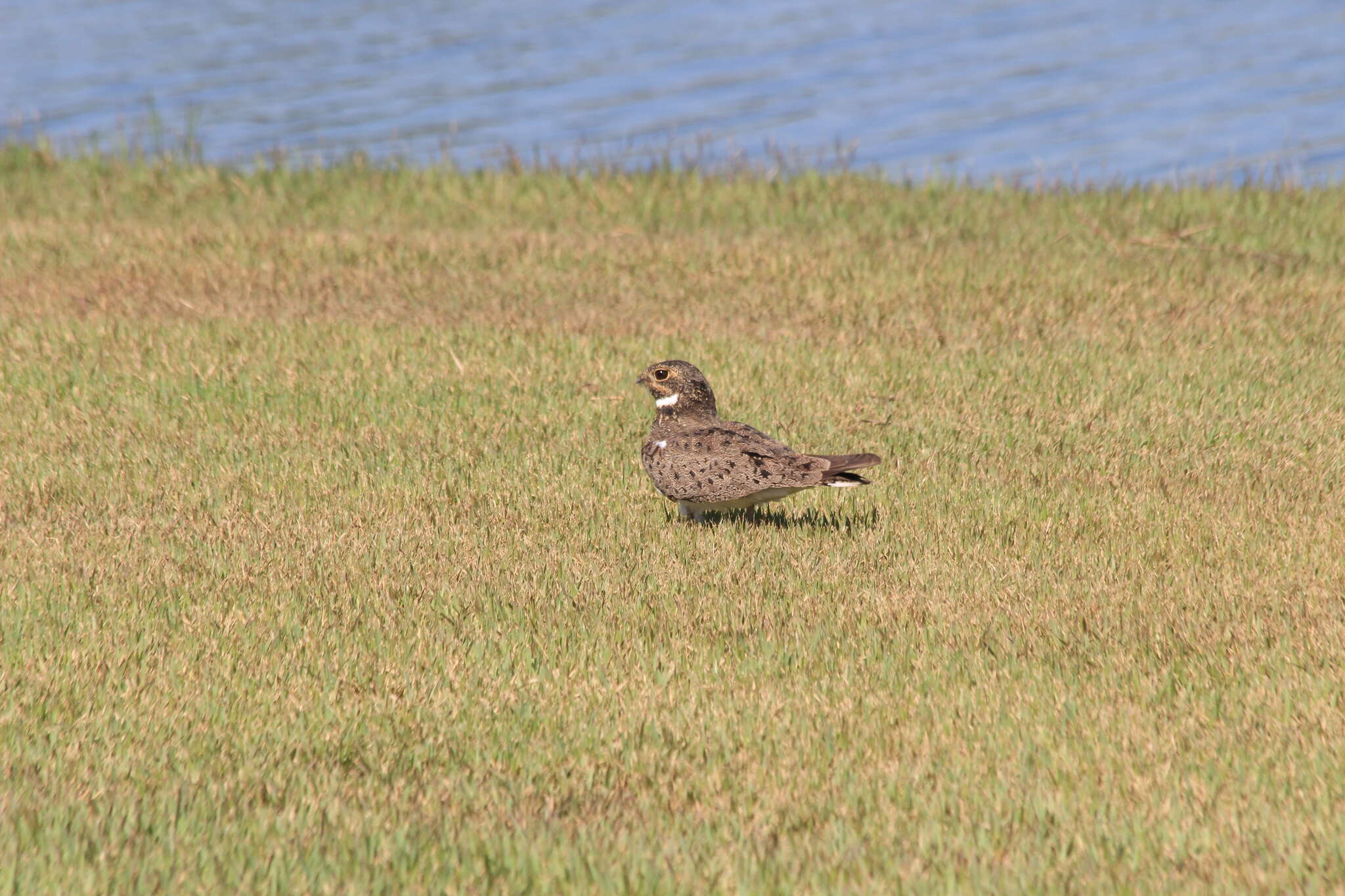 Image of Nacunda Nighthawk