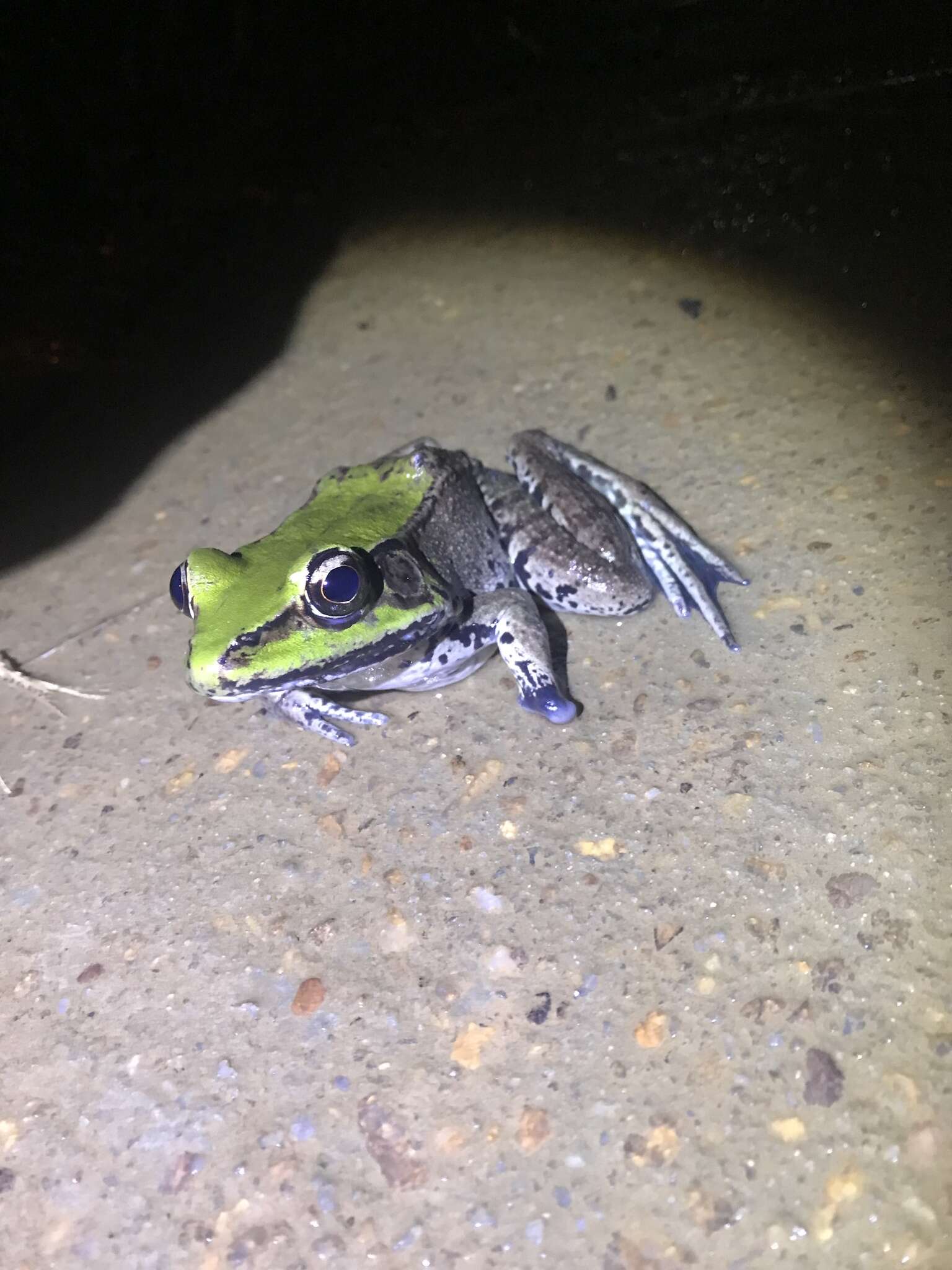 Image of Lithobates palmipes (Spix 1824)