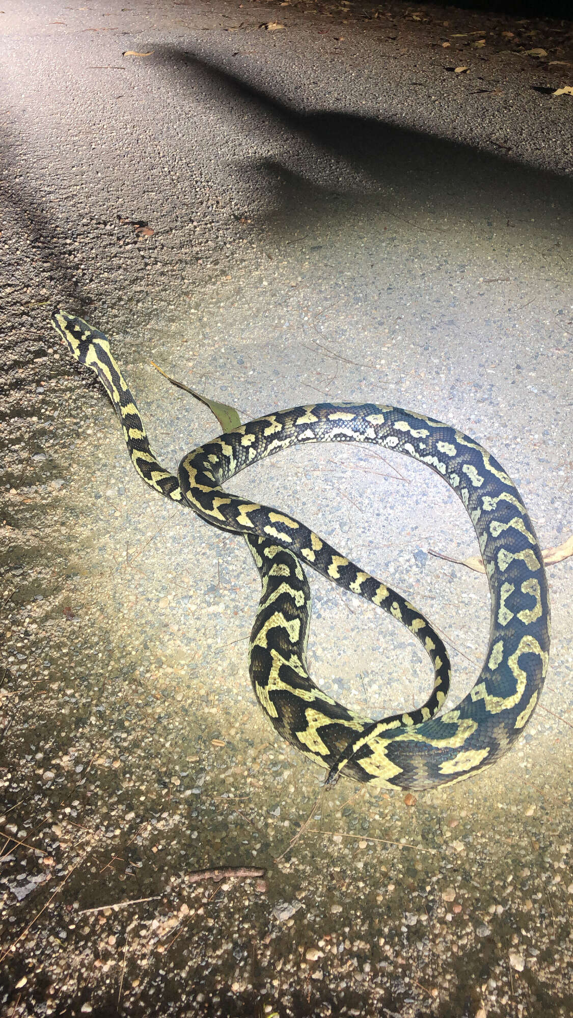 Image of Morelia spilota cheynei Wells & Wellington 1984