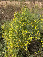 Image of prairie broomweed