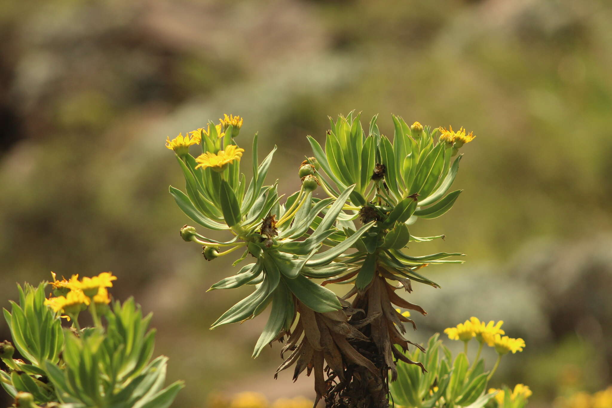 Image of Euryops evansii Schltr.