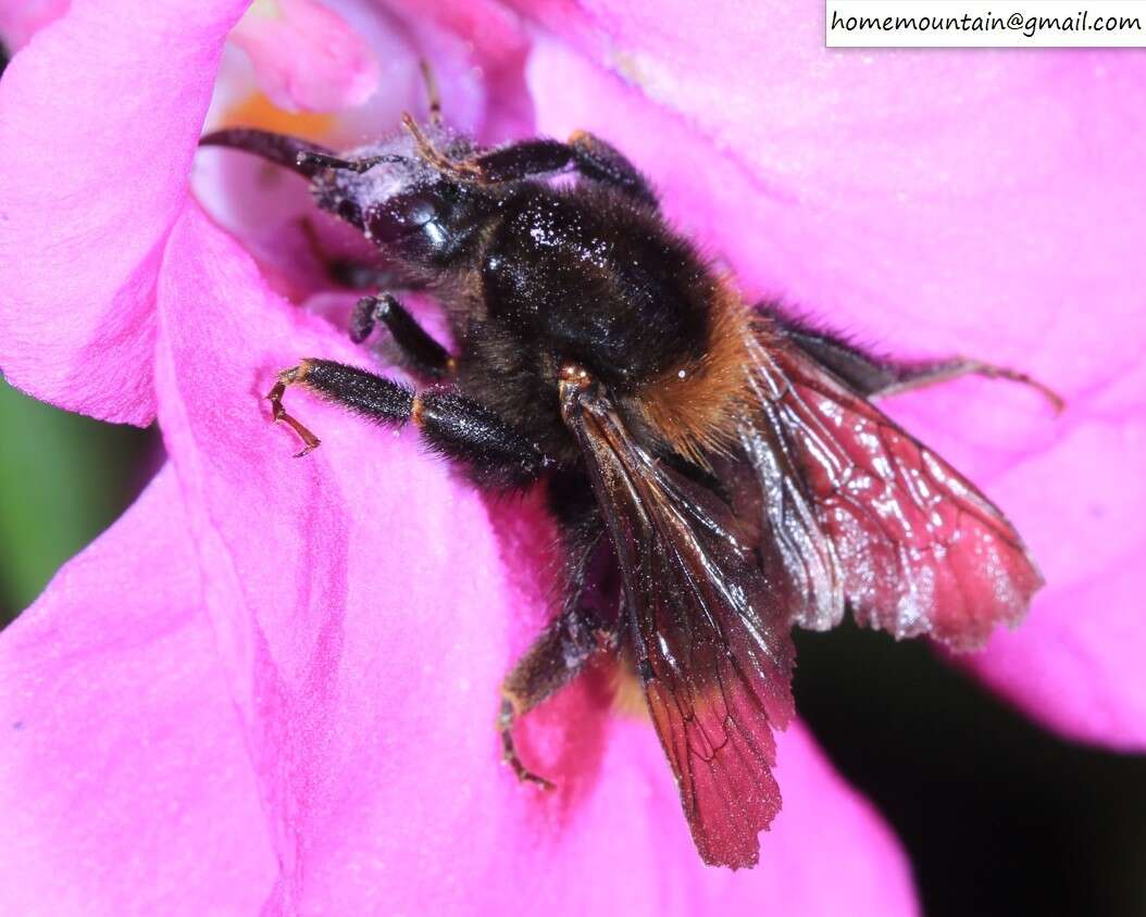 Image of Bombus koreanus (Skorikov 1933)