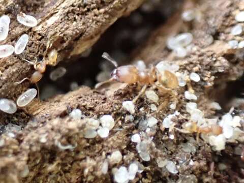 Image of Pheidole bilimeki Mayr 1870