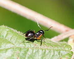 Image de Polyrhachis femorata Smith 1858