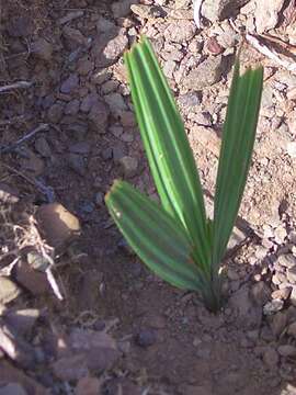 Image of Babiana scariosa G. J. Lewis