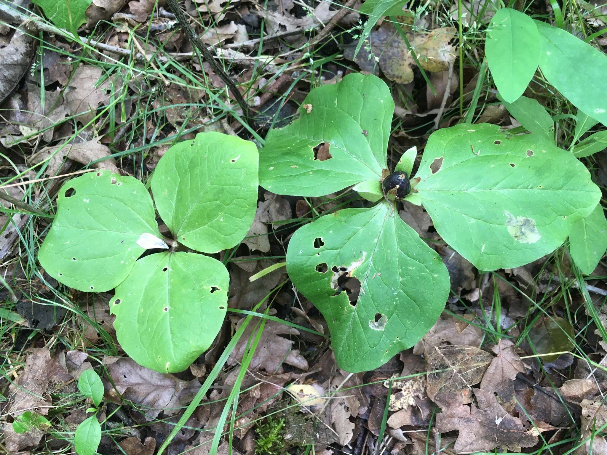 صورة Trillium albidum subsp. parviflorum (V. G. Soukup) K. L. Chambers & S. C. Meyers