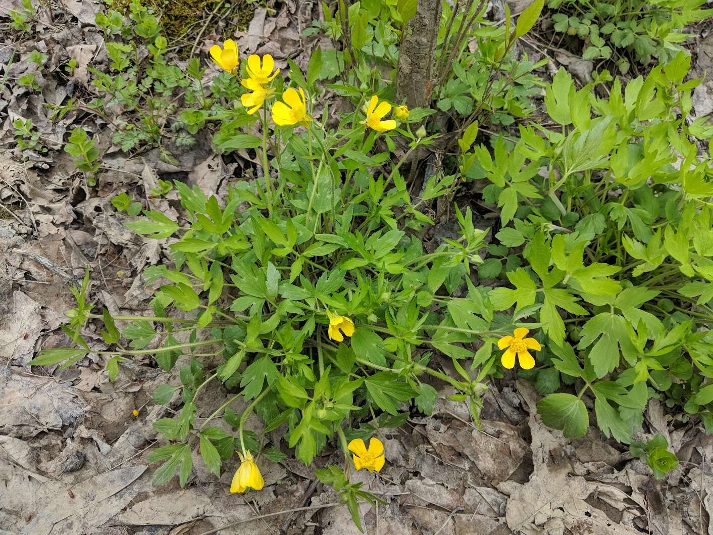 Ranunculus hispidus var. caricetorum (Greene) T. Duncan的圖片