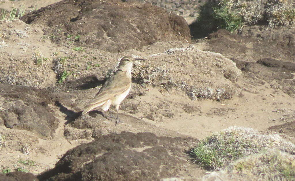 Image of Slender-billed Miner