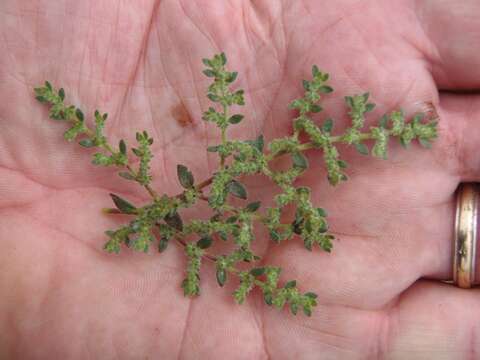 Image of hairy rupture-wort