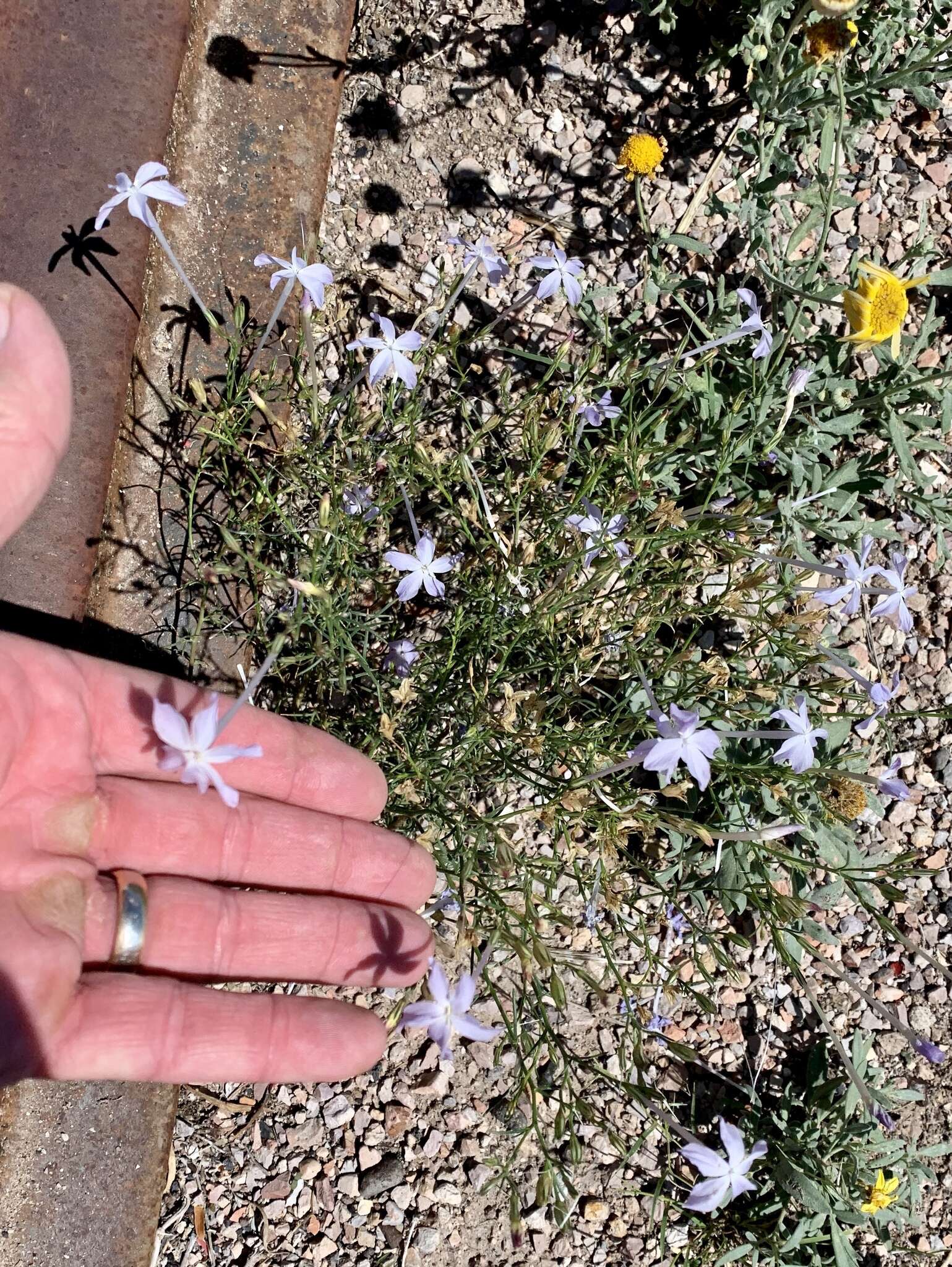 Image of whiteflower ipomopsis