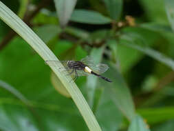 Image of Pseudothemis jorina Förster 1904