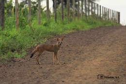 Image of Brasilian Fox