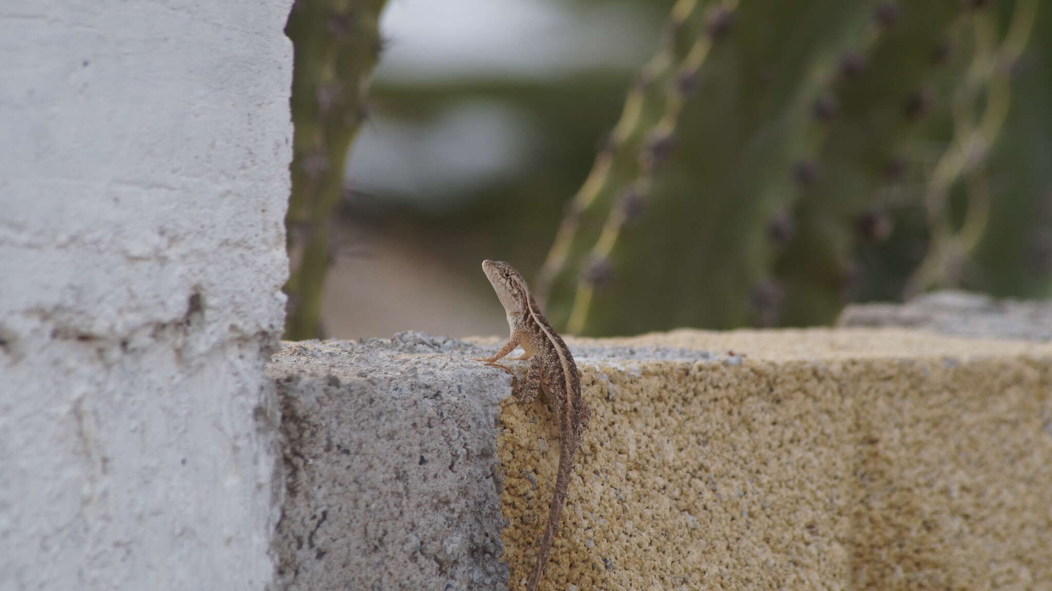 Image of Longtail Spiny Lizard