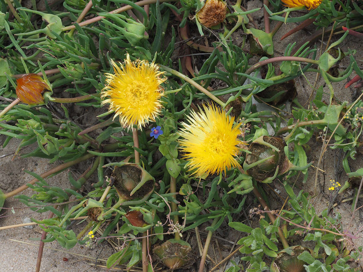 Image of Conicosia pugioniformis subsp. muirii (N. E. Br.) Ihlenfeldt & Gerbaulet