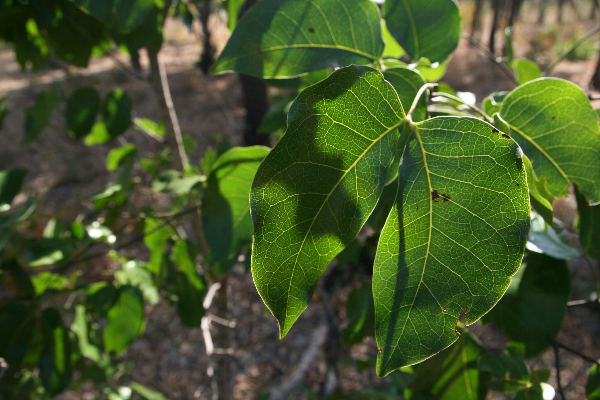 Image of Rhodesian copalwood