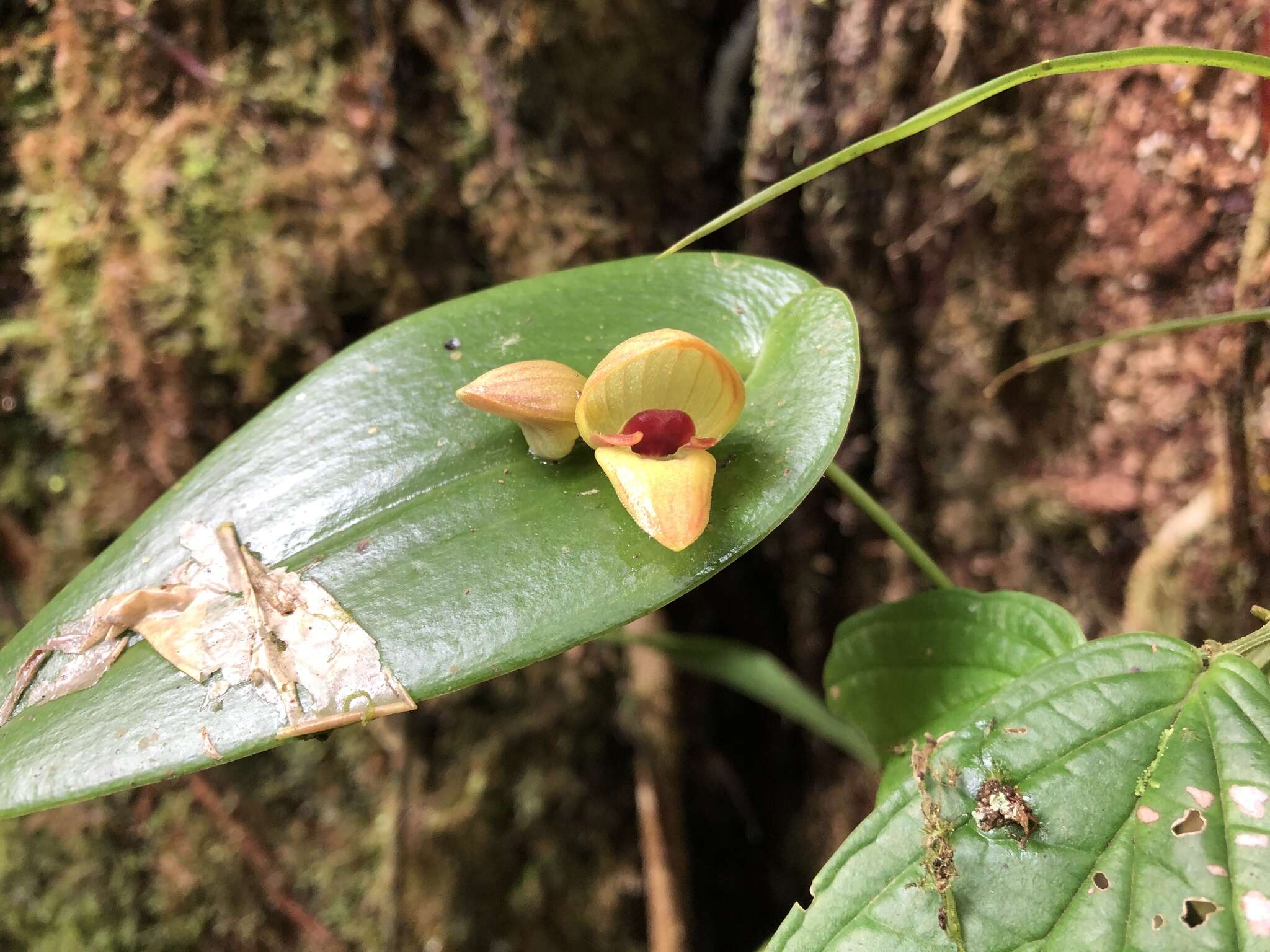 Imagem de Pleurothallis palliolata Ames