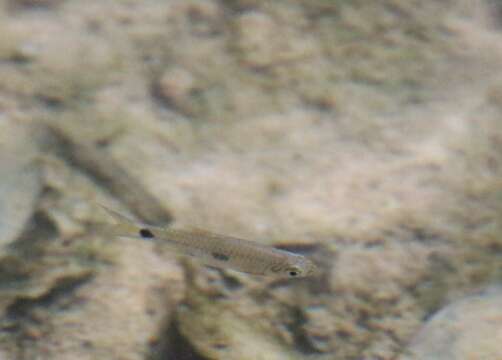 Image of Elegant rasbora