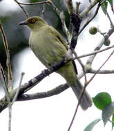 Image of Asian Red-eyed Bulbul