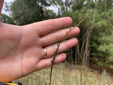 Image of Panicled Indigo-Bush