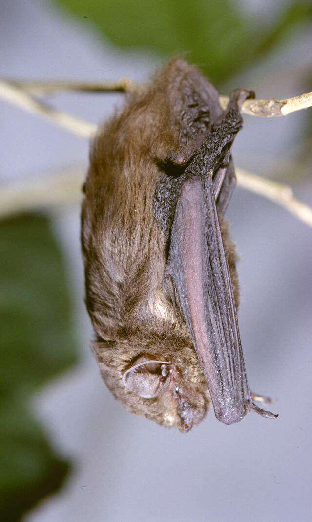 Image of Beatrix Butterfly Bat