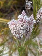 Image of Spatalla racemosa (L.) Druce