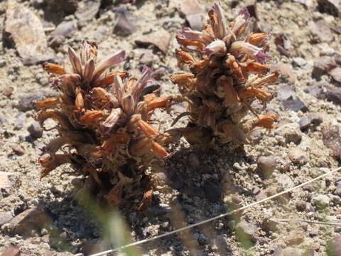 Image of flat-top broomrape