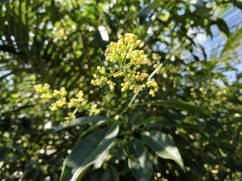 Imagem de Staphylea ternata (Nakai) Byng & Christenh.