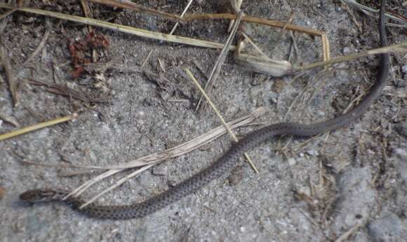 Image of Himalayan Keelback