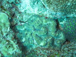 Image of Large single polyp coral