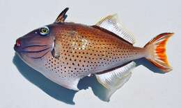 Image of Sargassum Triggerfish