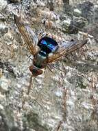 Image of Lamprogaster flavipennis Macquart 1843