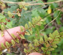 Image of Cheilanthes hirta var. hirta