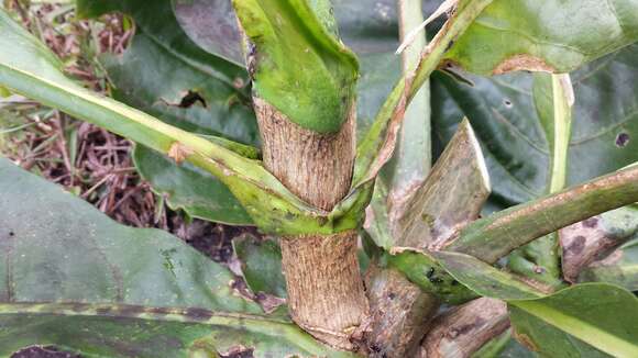 Image of Anthocleista amplexicaulis Baker