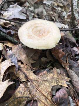 Image of Lactarius chrysorrheus Fr. 1838