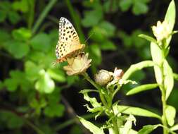 Sivun Argynnis castetsi kuva