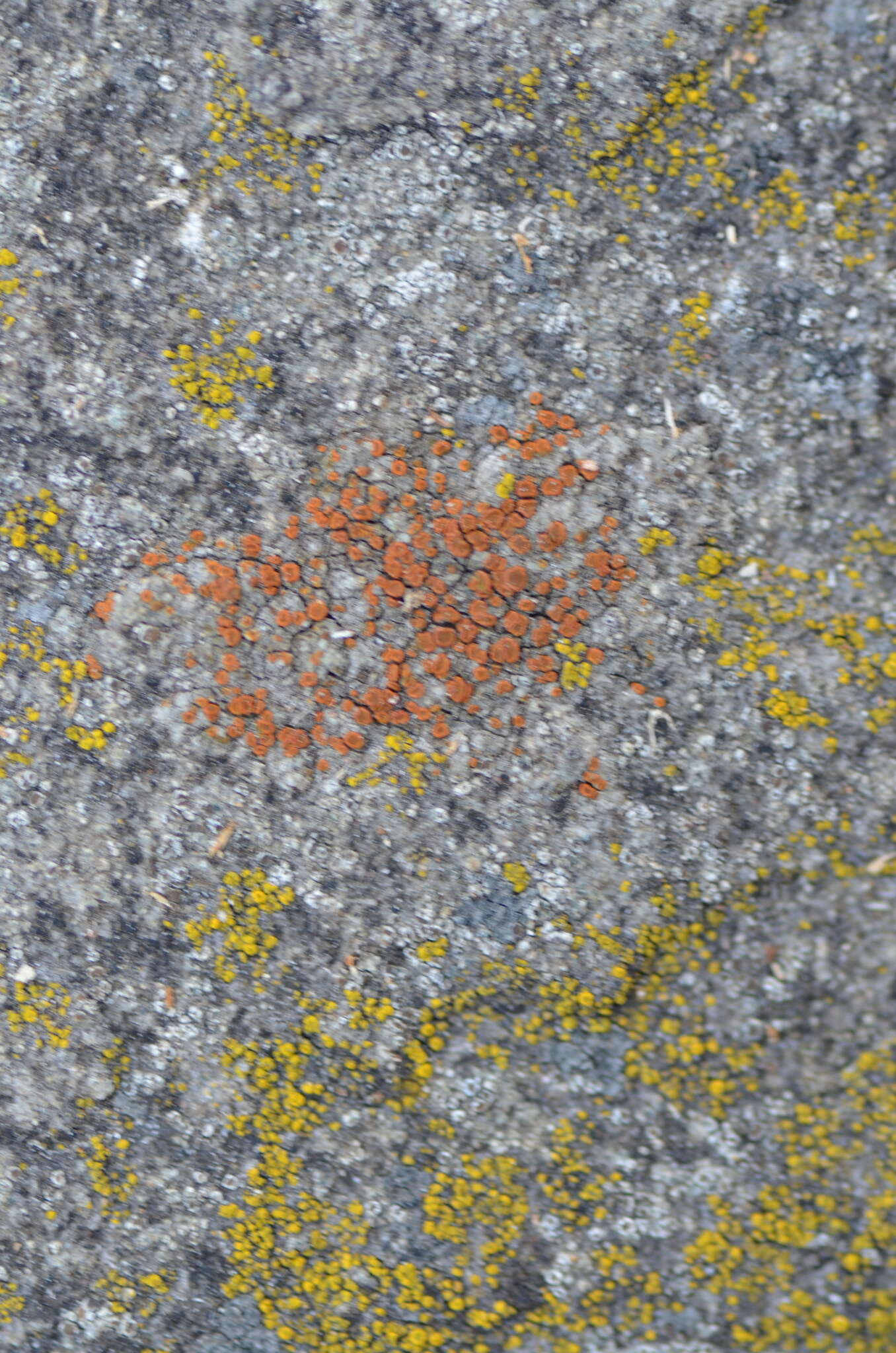 Image of sandwort orange lichen