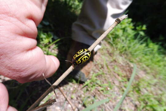 Image of Globemallow Leaf Beetle