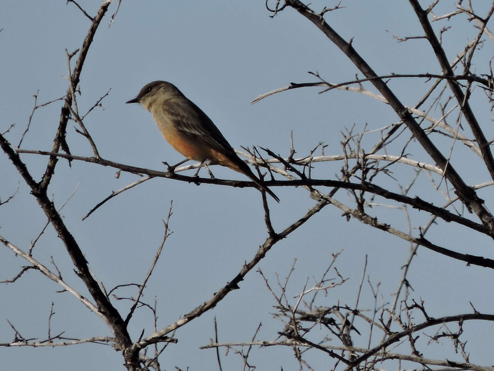 Image of Say's Phoebe