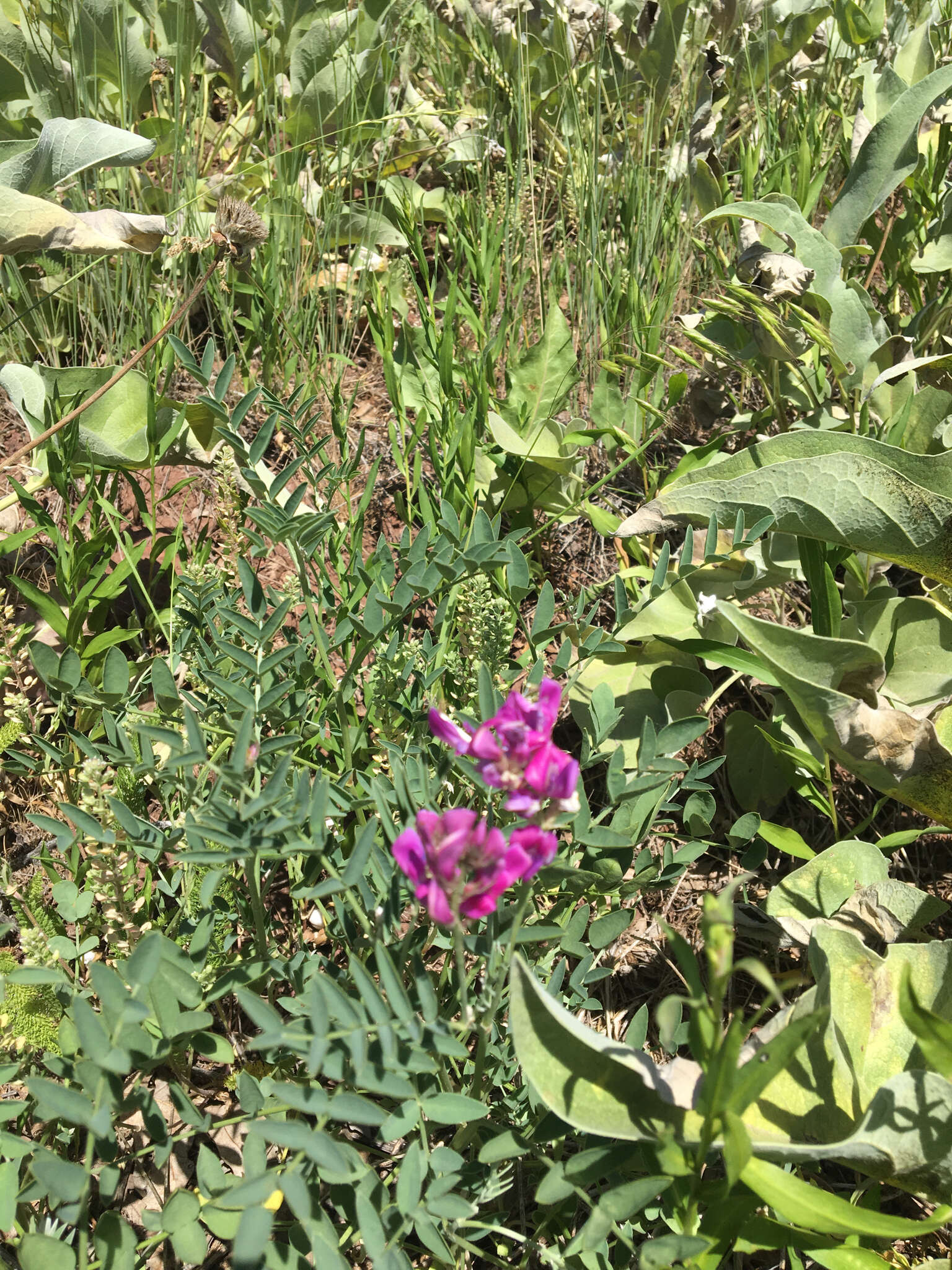 Plancia ëd Hedysarum boreale subsp. boreale